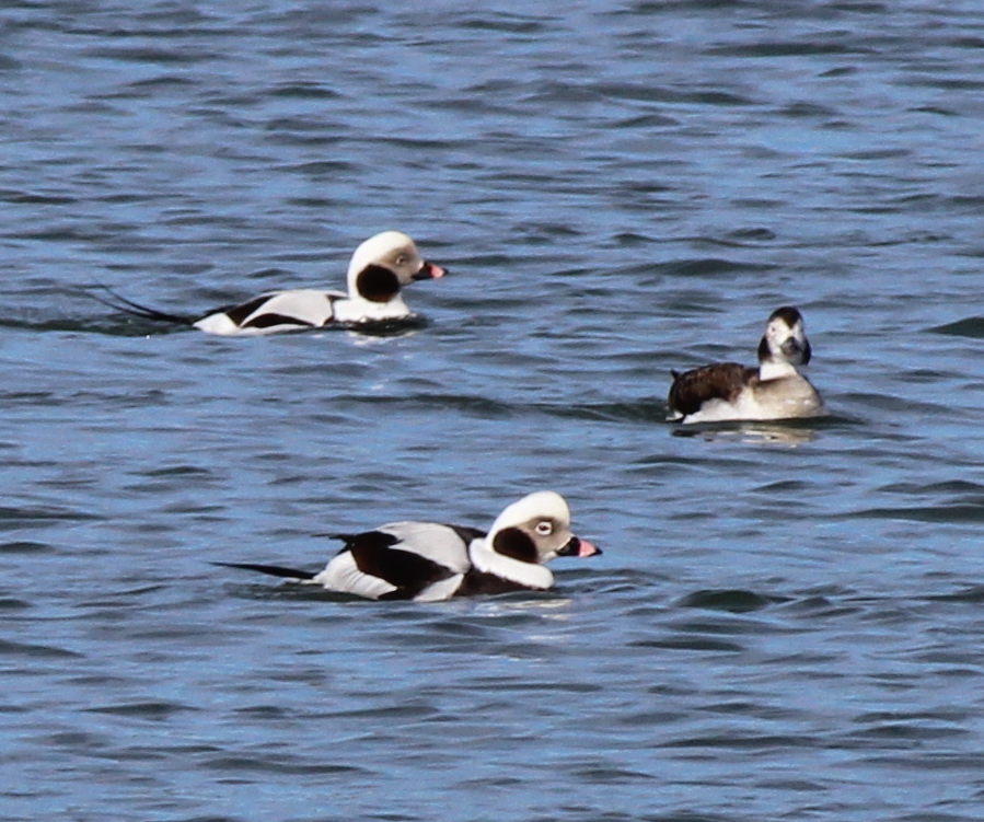 Flora & Fauna – Peconic Estuary Partnership