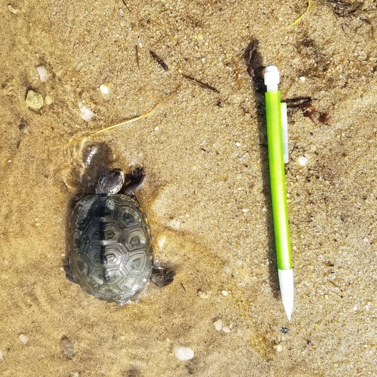 Terrapin Monitoring – My Experience as a Peconic Estuary Program Intern ...